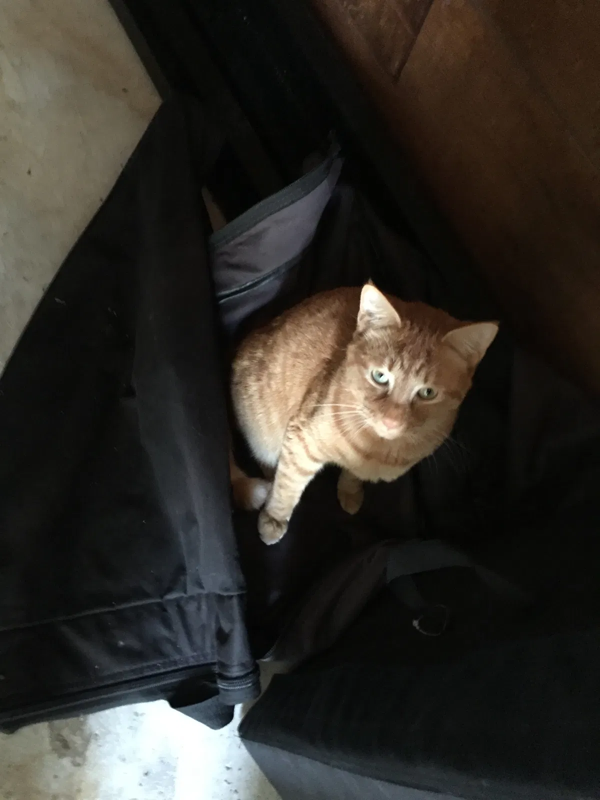 Lost cat in Santa Cruz, CA, 95060