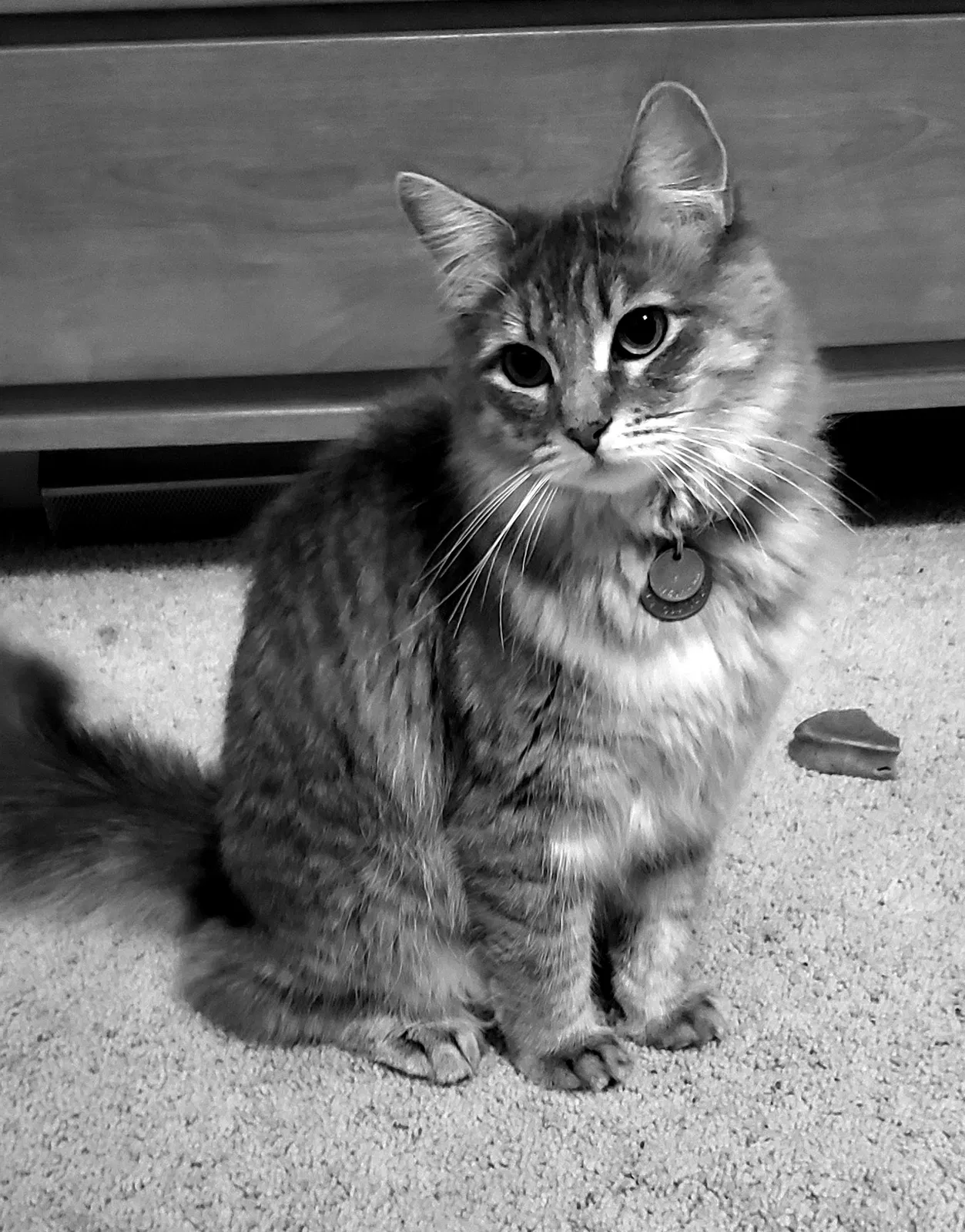 Lost cat in Santa Cruz, CA, 95062