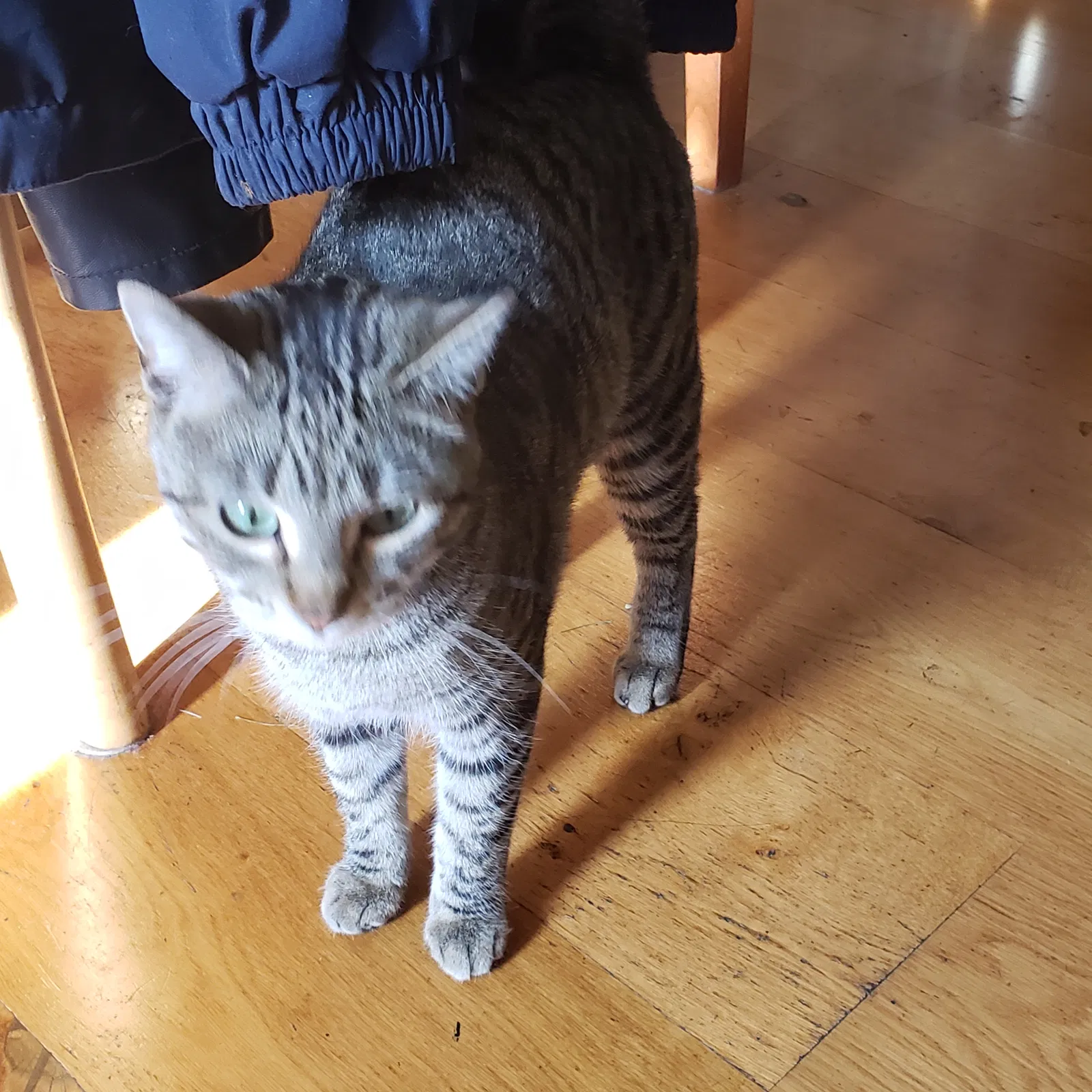Lost cat in Minneapolis, MN, 55429