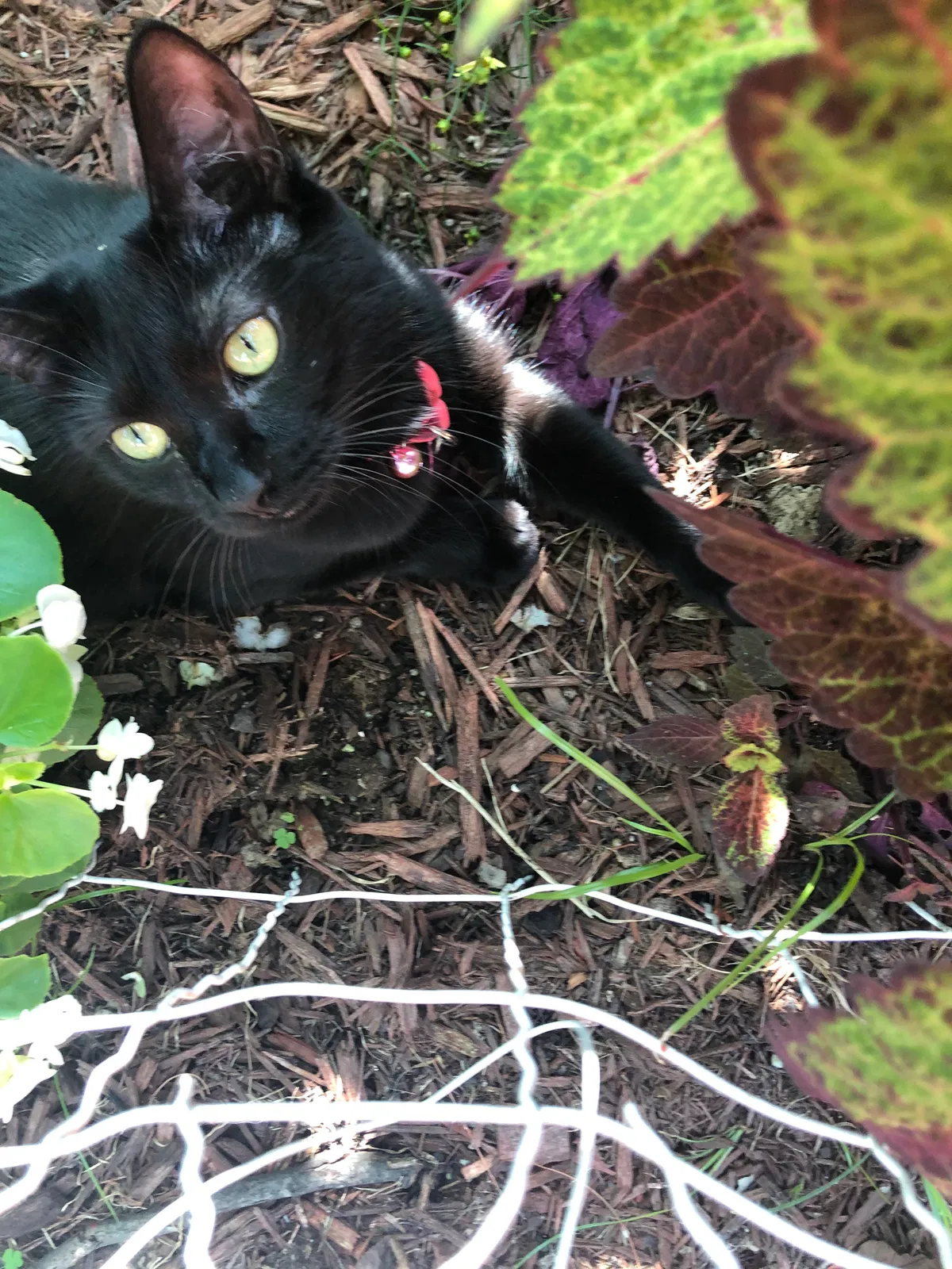 Lost cat in Cincinnati, OH, 45230