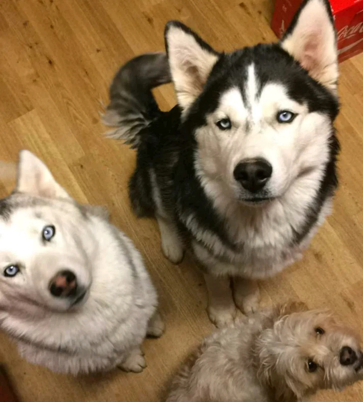 Lost dog in Springdale, AR, 72764
