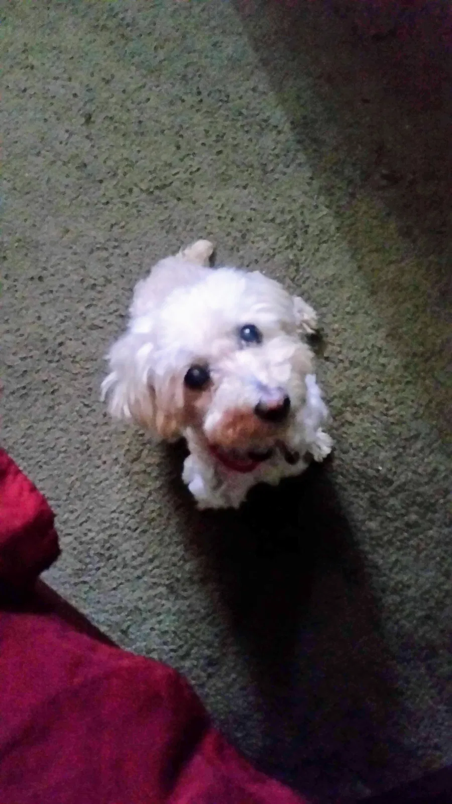 Lost dog in Tucson, AZ, 85719
