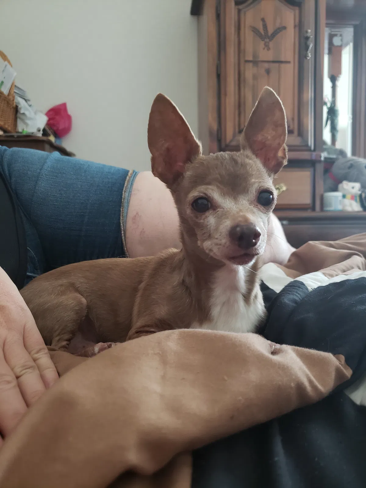 Lost dog in Eagle Lake, FL, 33839