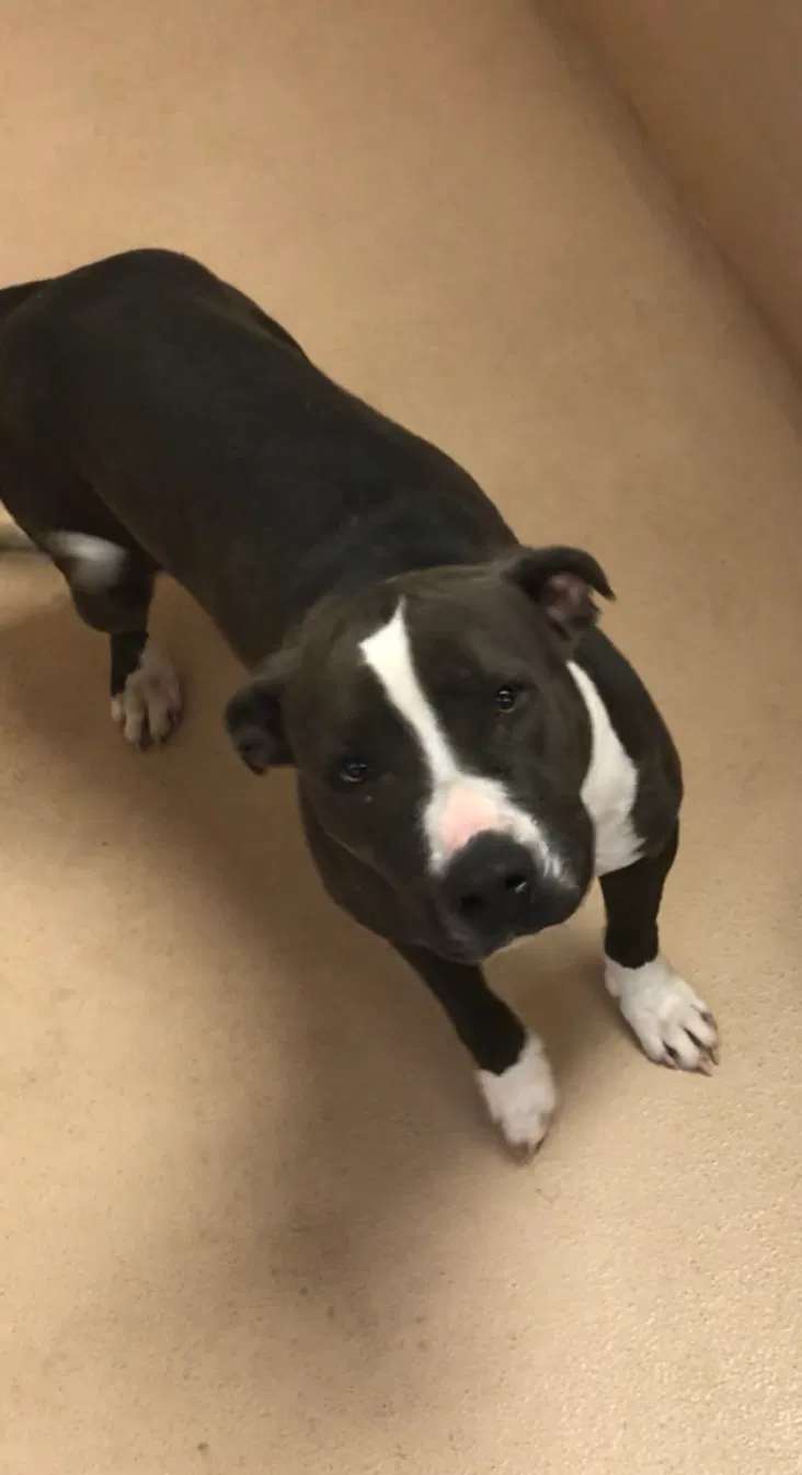 Lost dog in Midland, TX, 79703