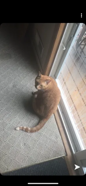 Lost cat in Minneapolis, MN, 55425