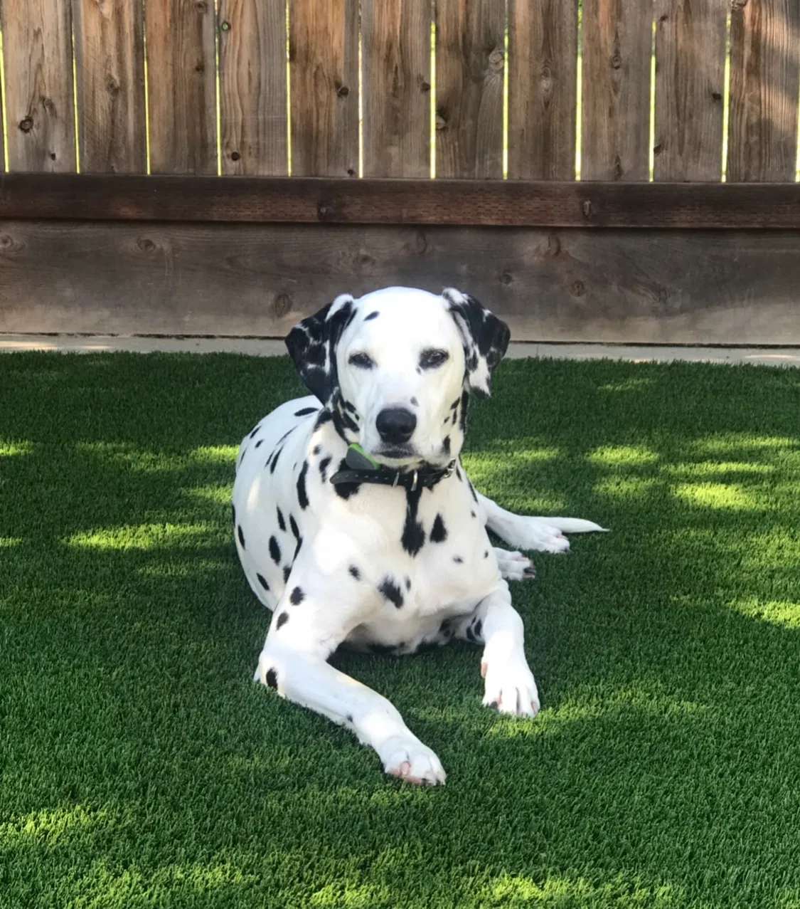 Lost dog in Clovis, CA, 93611