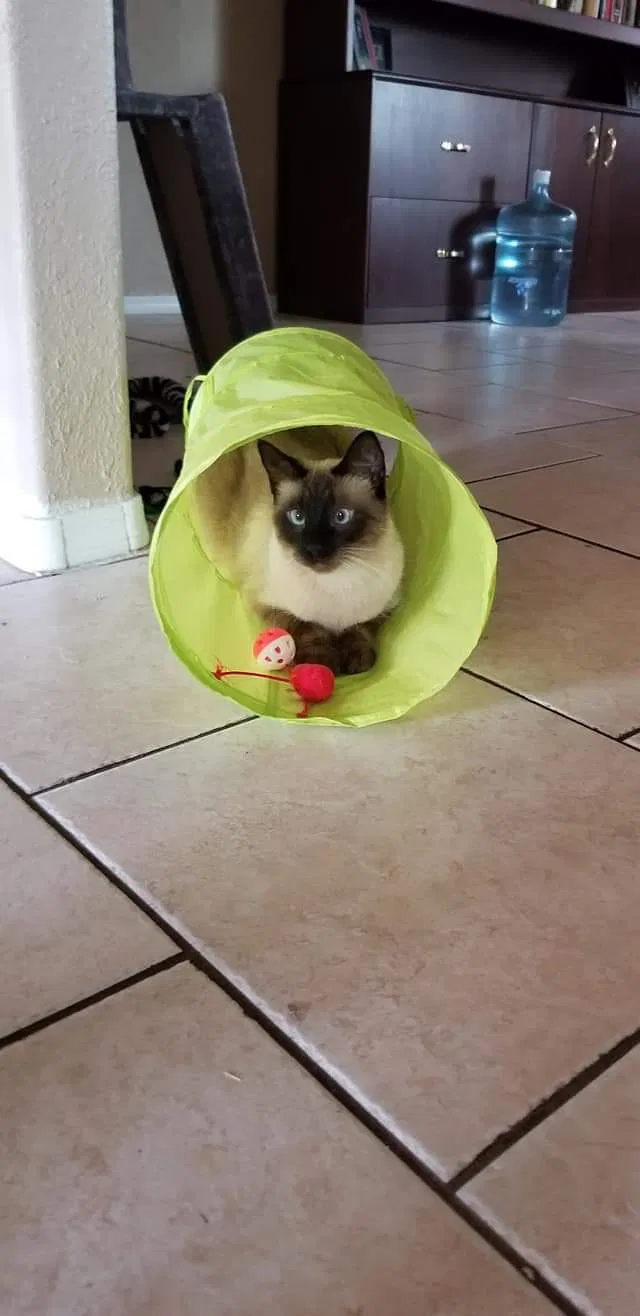 Lost cat in Peoria, AZ, 85381