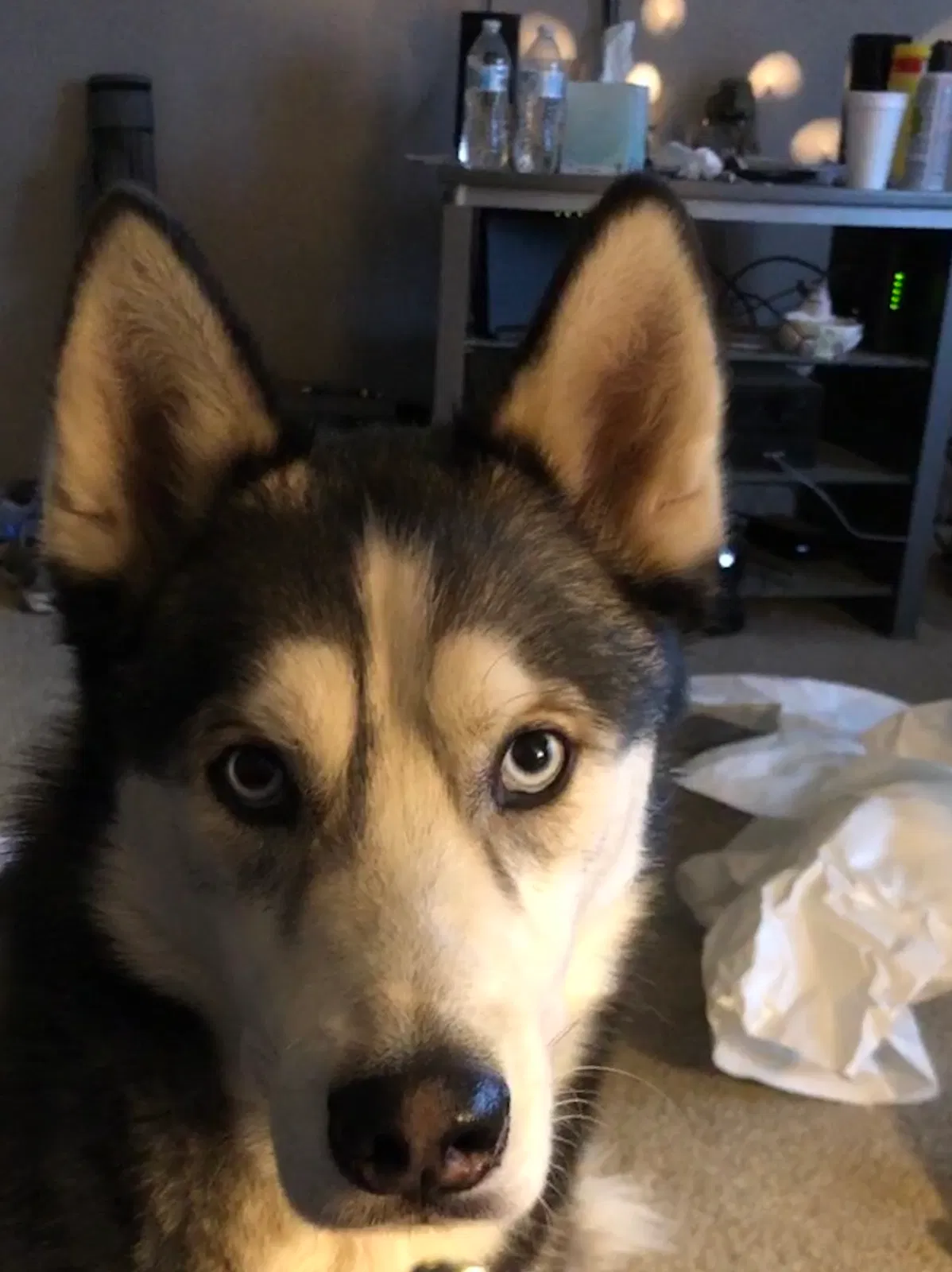 Lost dog in Lexington, KY, 40505