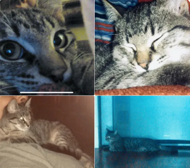 Lost cat in Beavercreek, OR, 97004