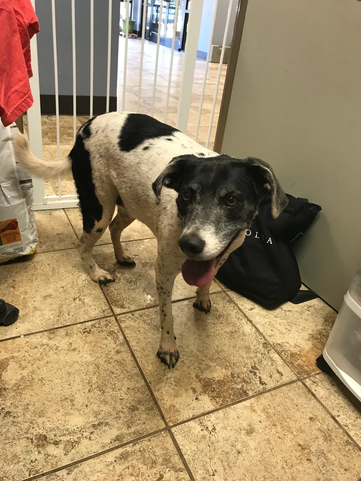 Lost dog in Westminster, SC, 29693