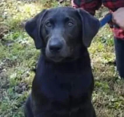 Lost dog in Port Royal, PA, 17082