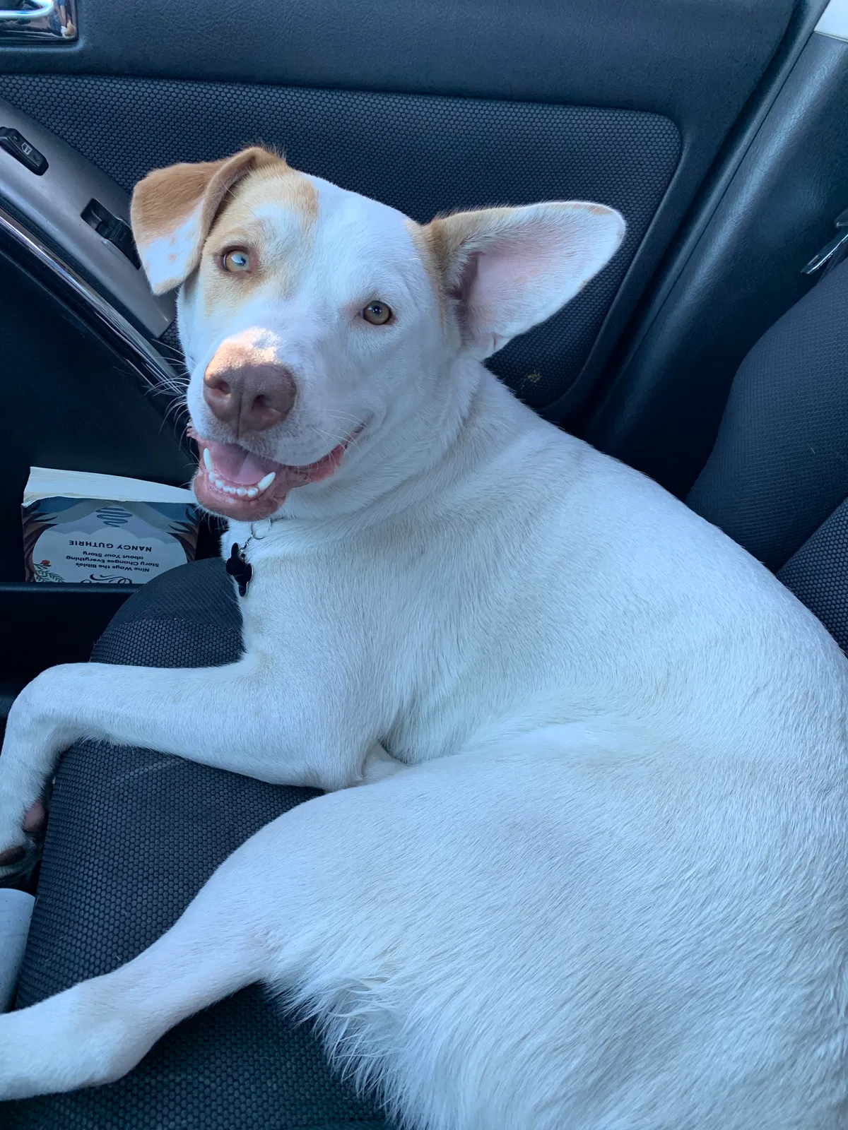 Lost dog in Sacramento, CA, 95838