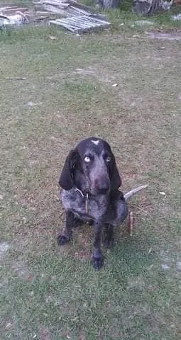 Lost dog in Live Oak, FL, 32060