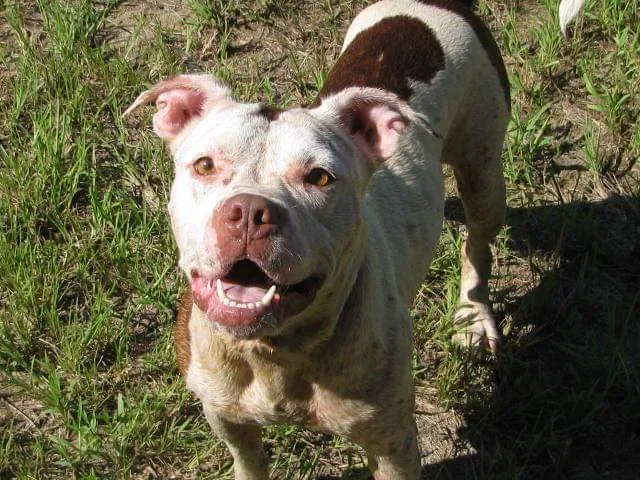 Lost dog in Kingston, GA, 30145
