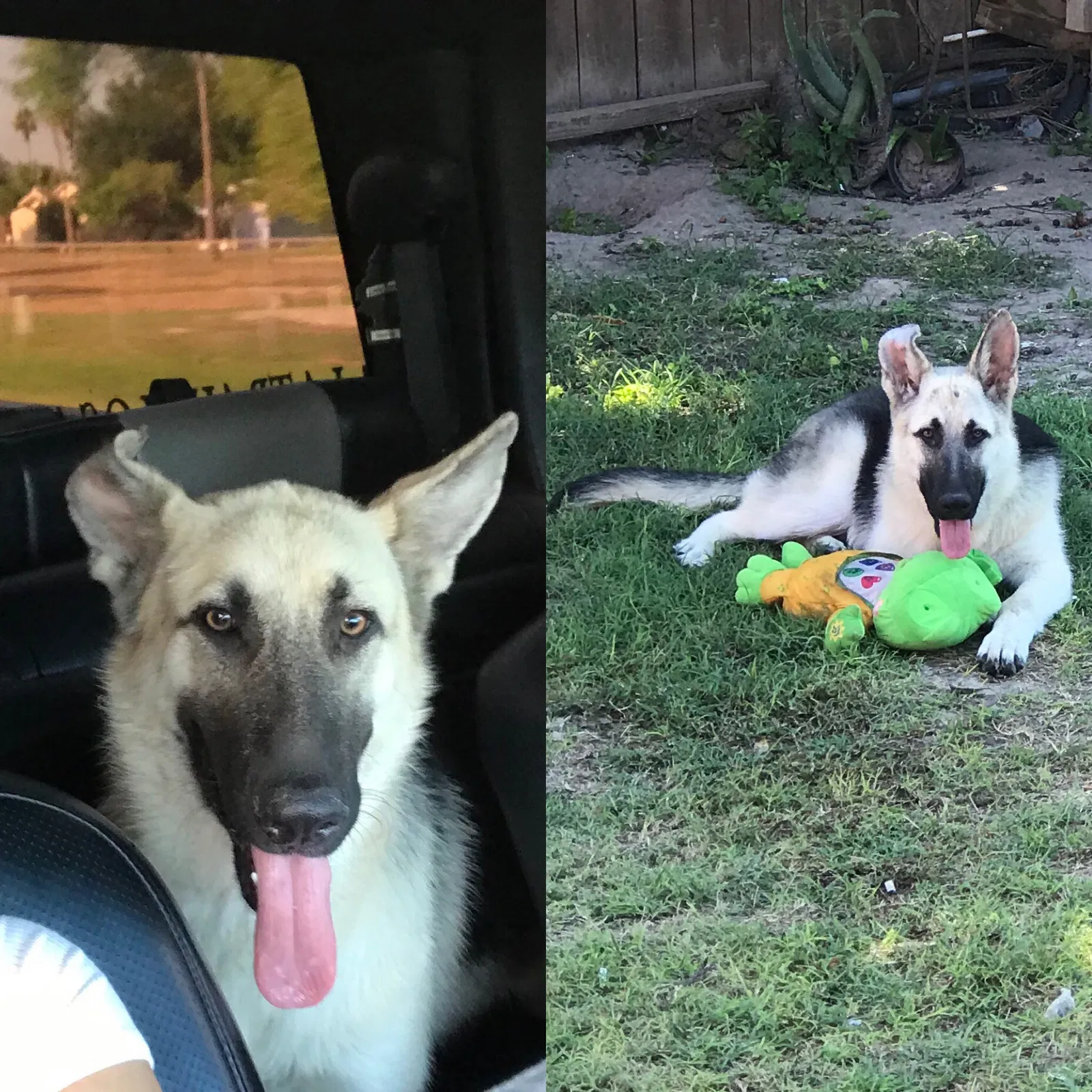 Lost dog in Mission, TX, 78574