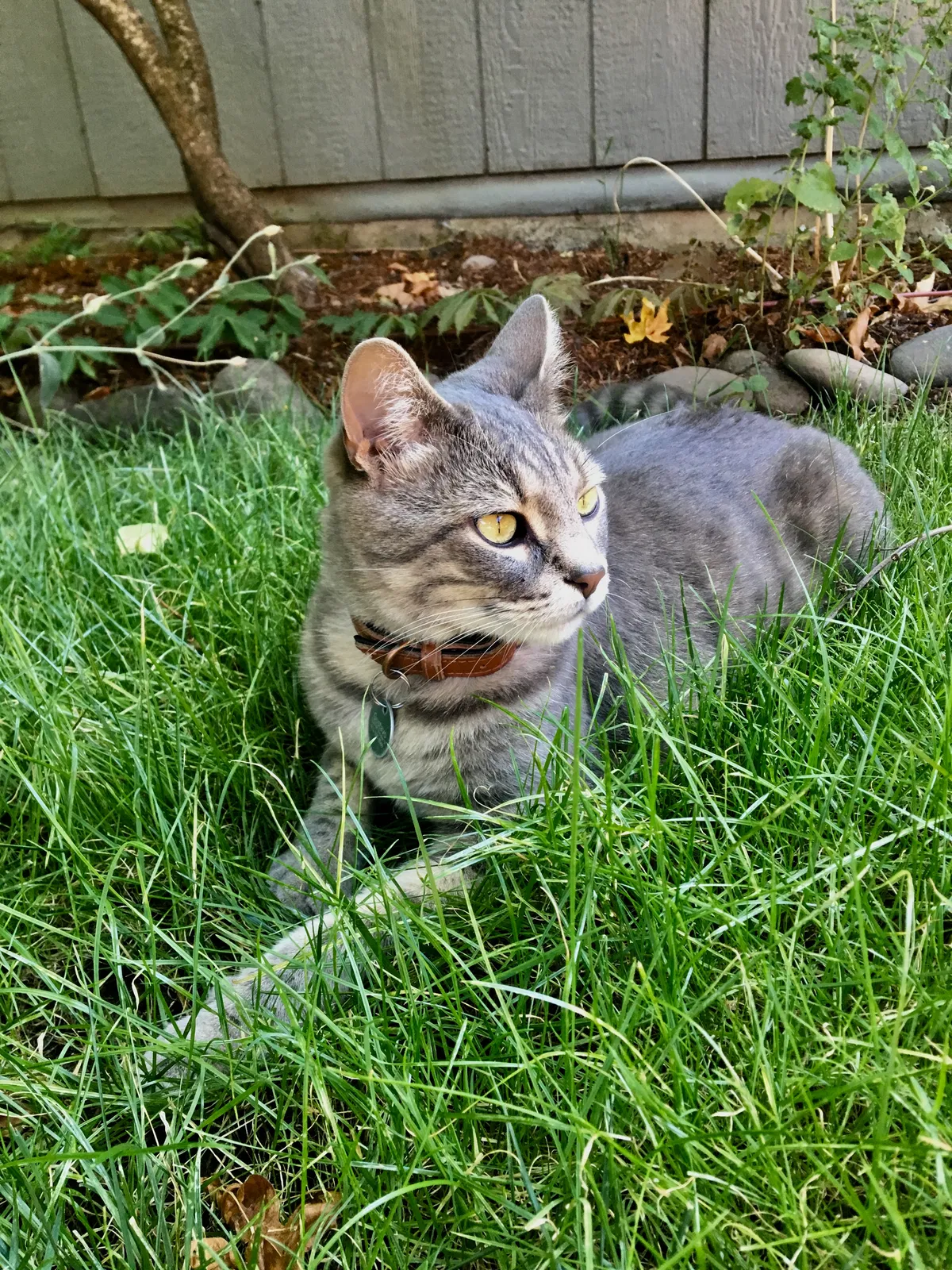 Lost cat in Portland, OR, 97232