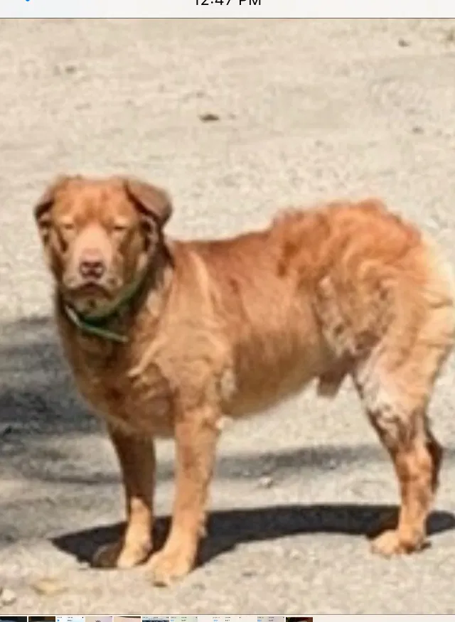 Lost dog in Kelso, WA, 98626