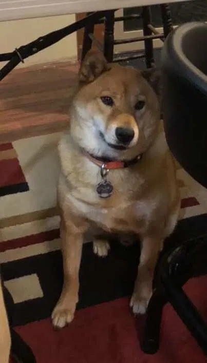 Lost dog in Seattle, WA, 98108