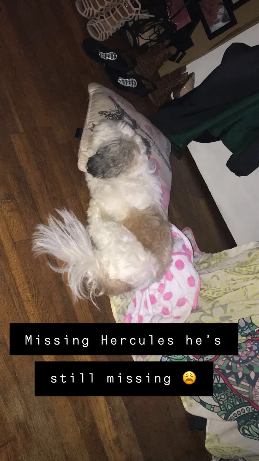 Lost dog in Lorain, OH, 44055