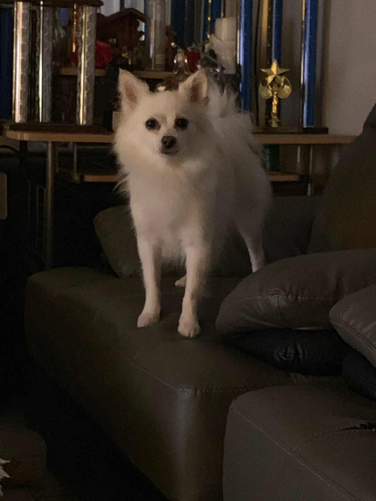 Lost dog in Chicago, IL, 60629