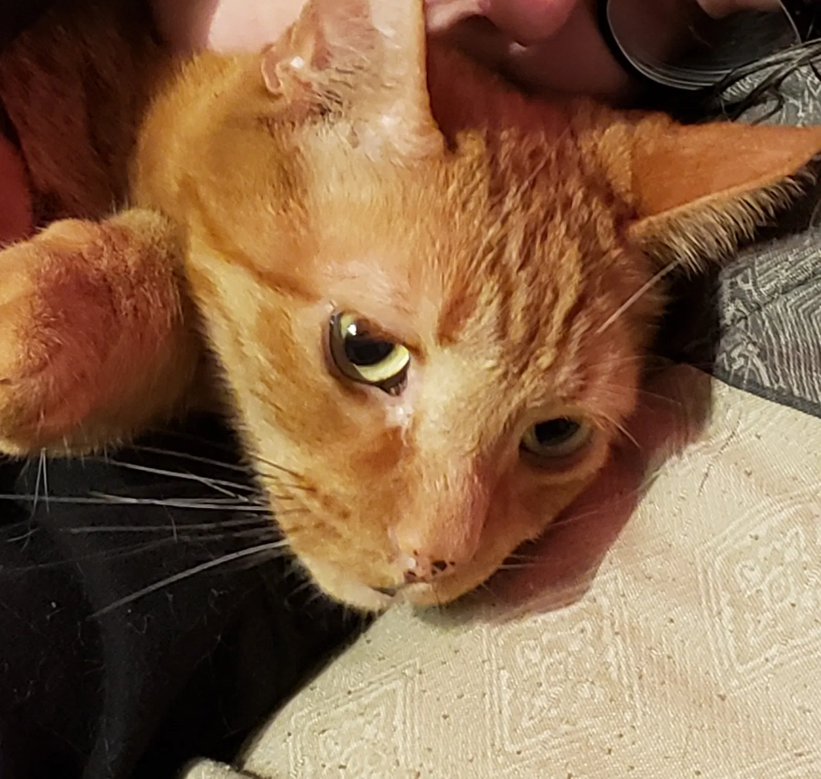 Lost cat in Watertown, WI, 53094