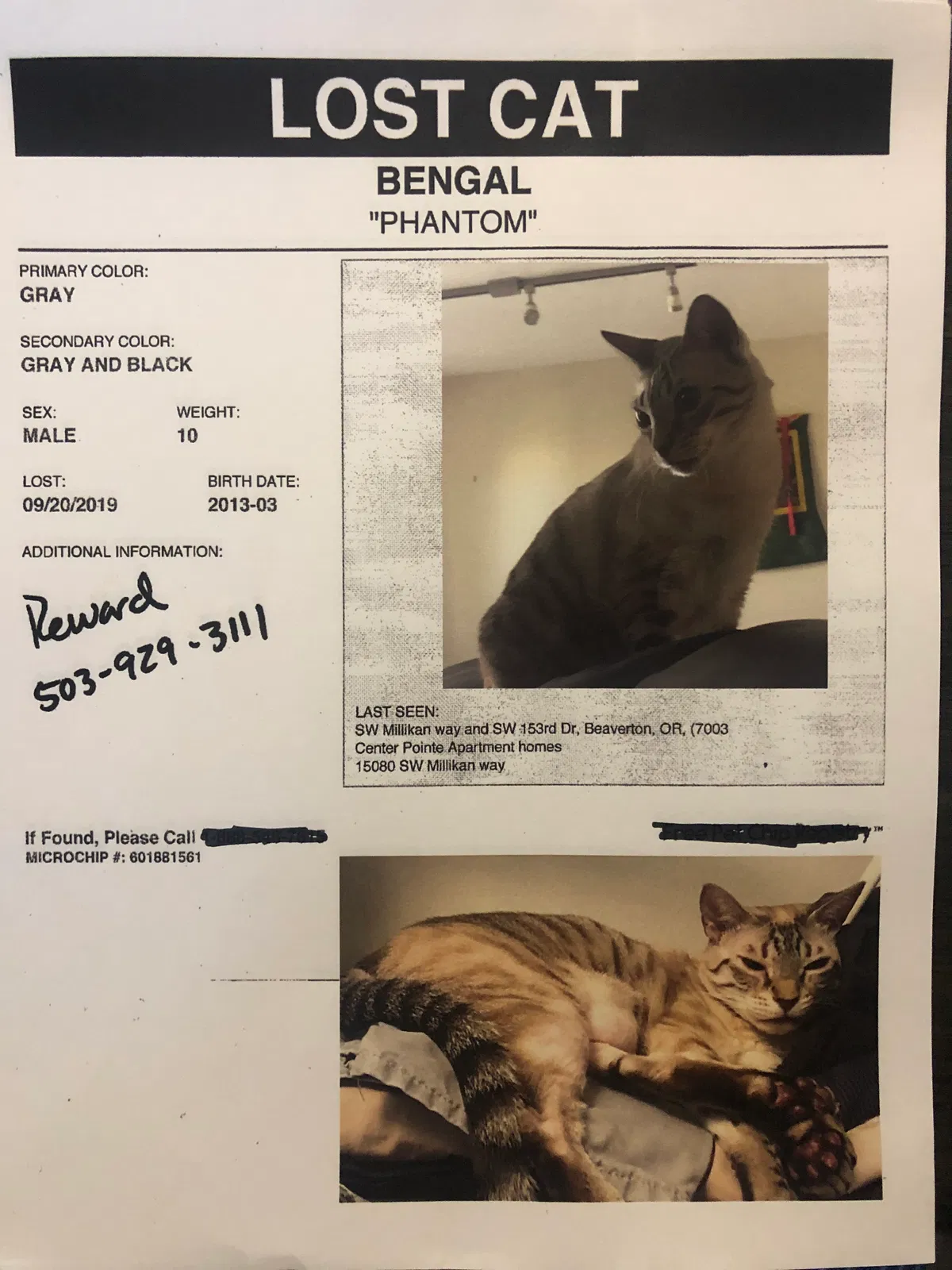 Lost cat in Unknown, OR, 97003
