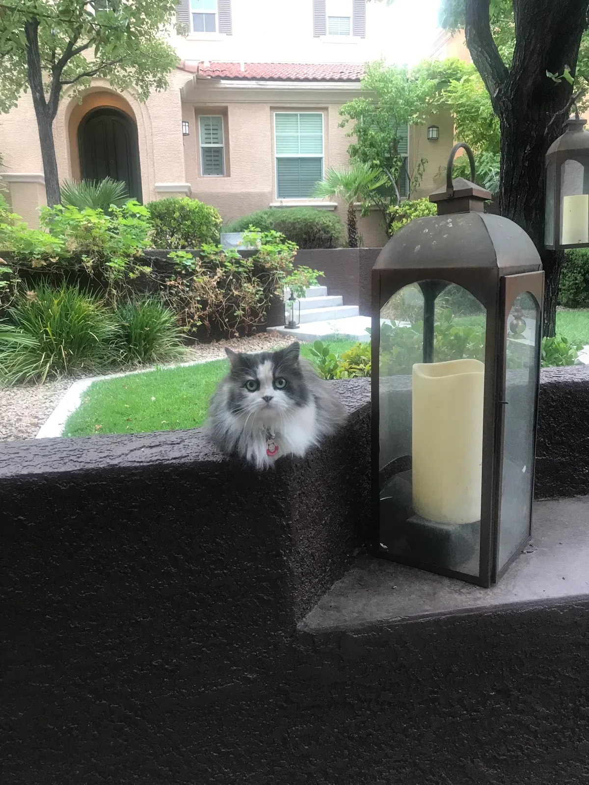 Lost cat in Las Vegas, NV, 89135