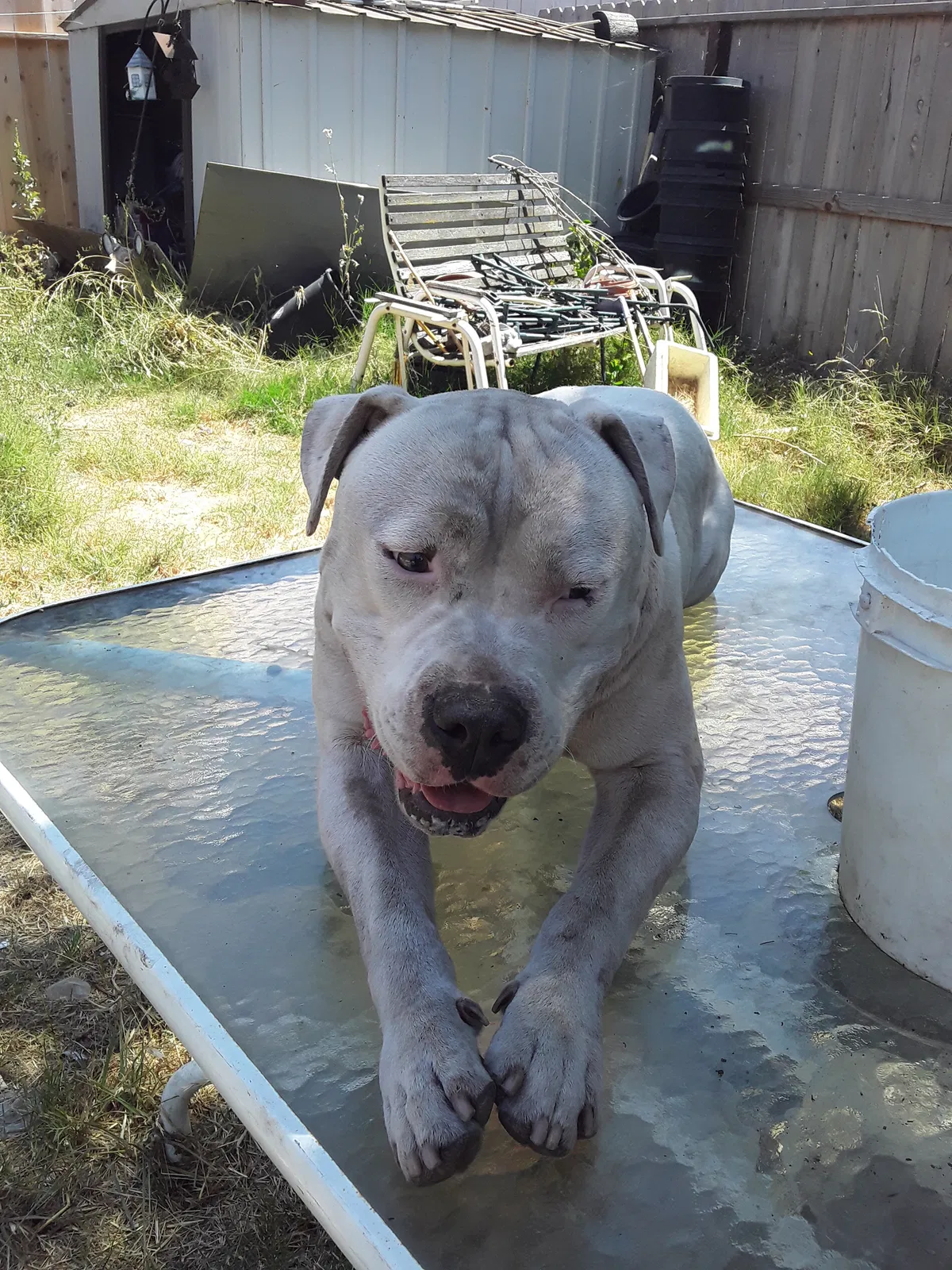 Lost dog in Stockton, CA, 95207