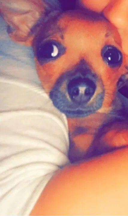 Lost dog in Fresno, CA, 93726