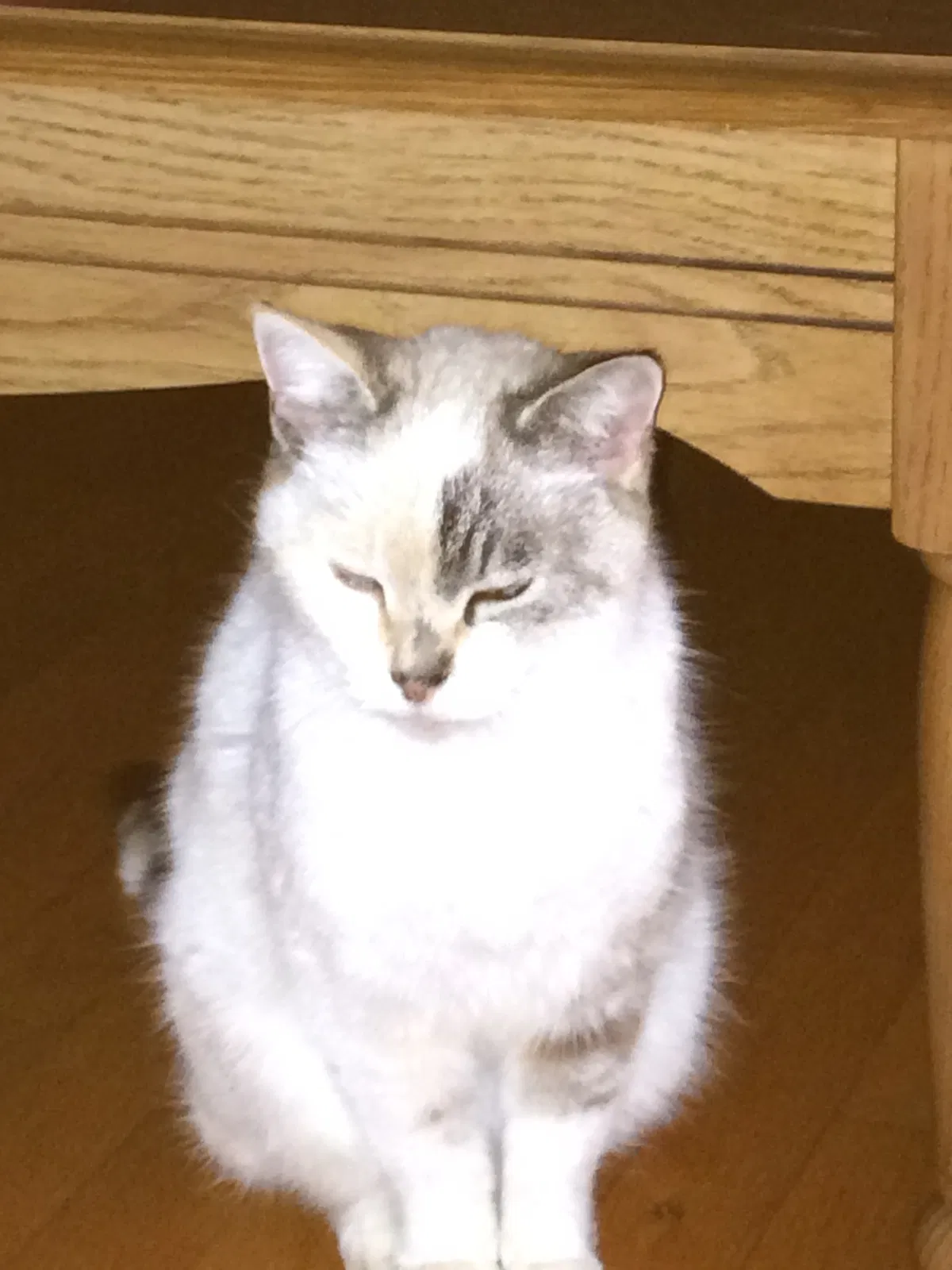Lost cat in Jonesborough, TN, 37659
