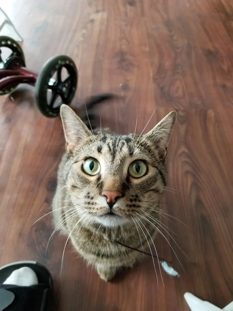 Lost cat in Littleton, CO, 80127