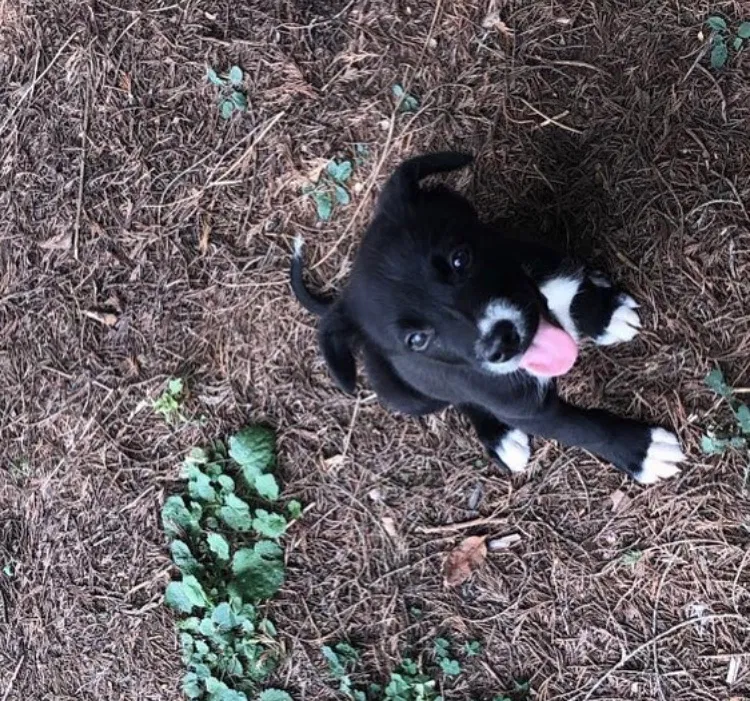 Lost dog in Gillsville, GA, 30543