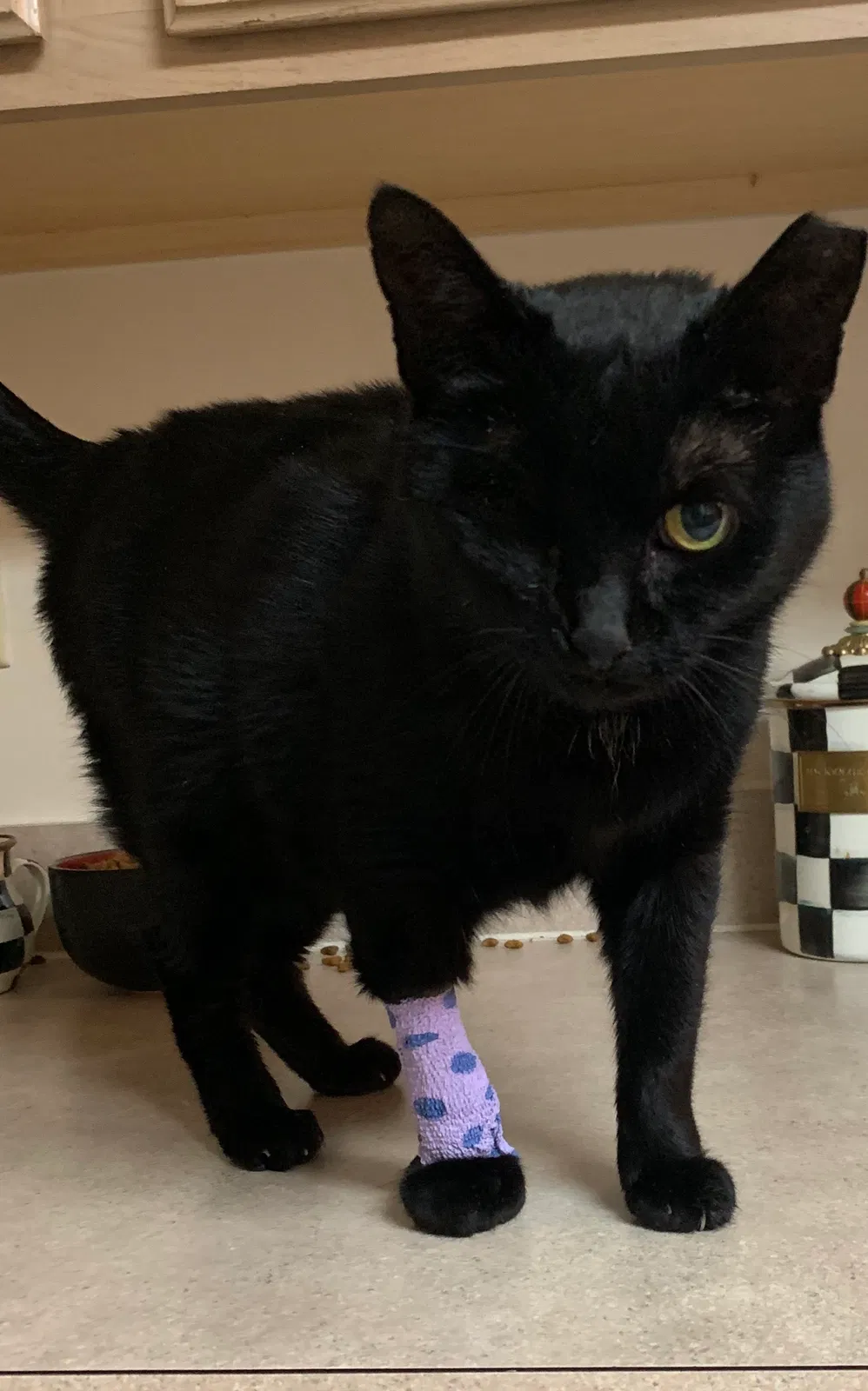 Lost cat in Lexington, KY, 40503