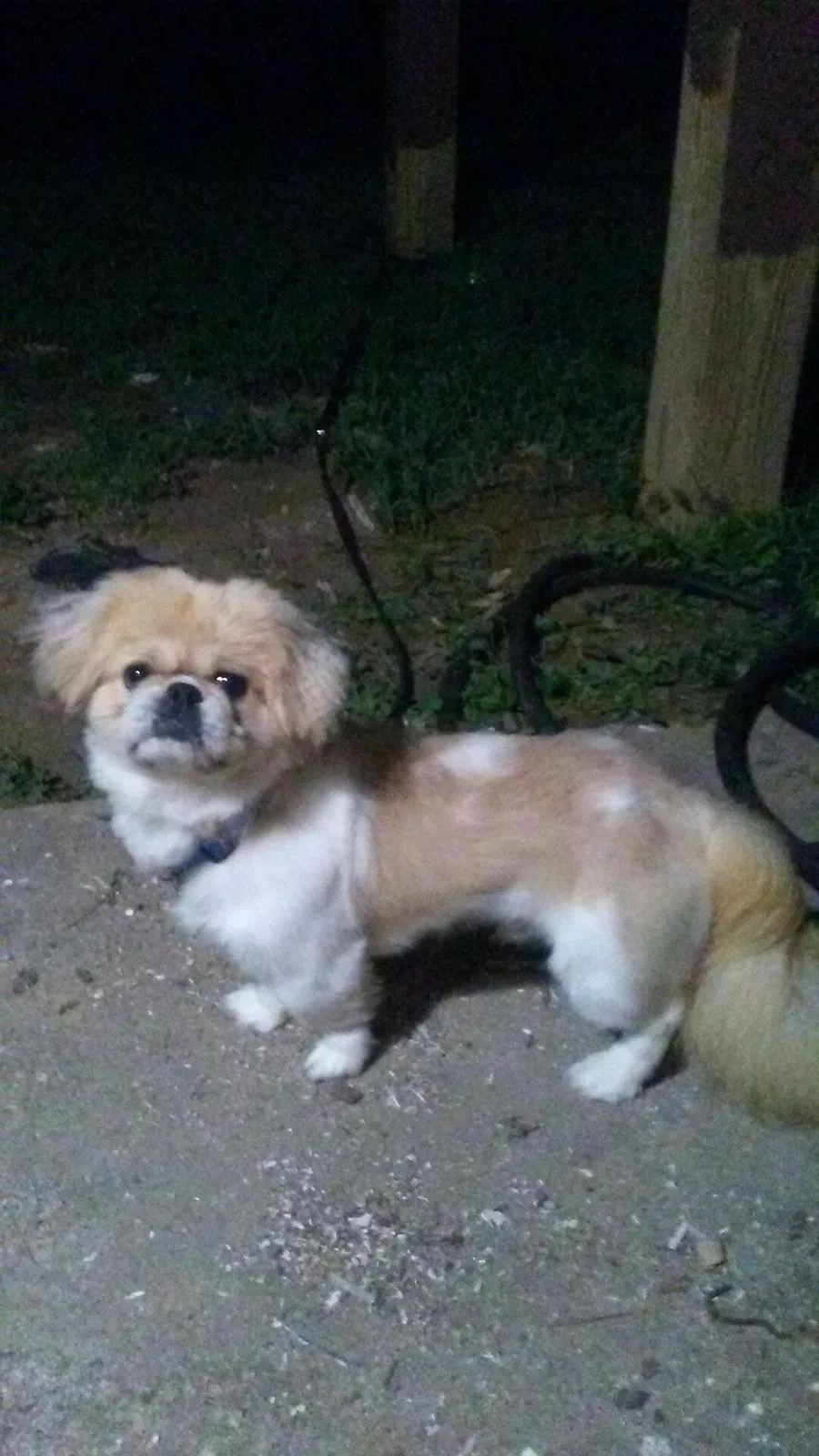 Lost dog in Greensboro, NC, 27406