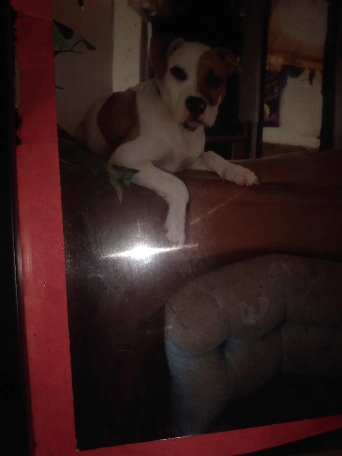 Lost dog in Palm Bay, FL, 32905