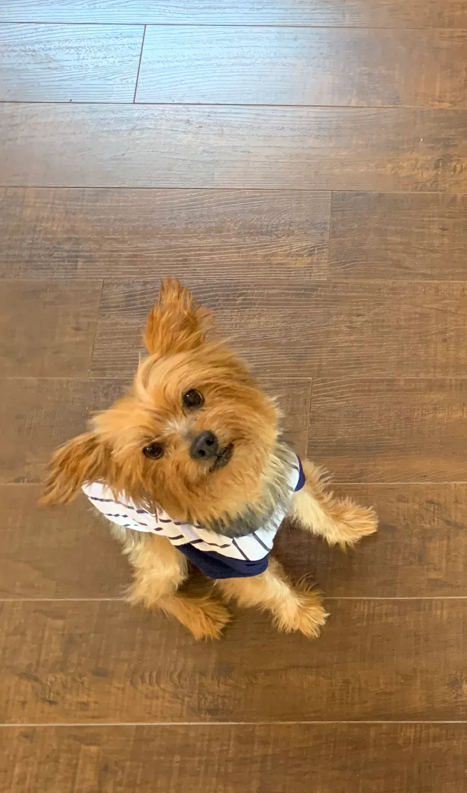 Lost dog in El Paso, TX, 79938