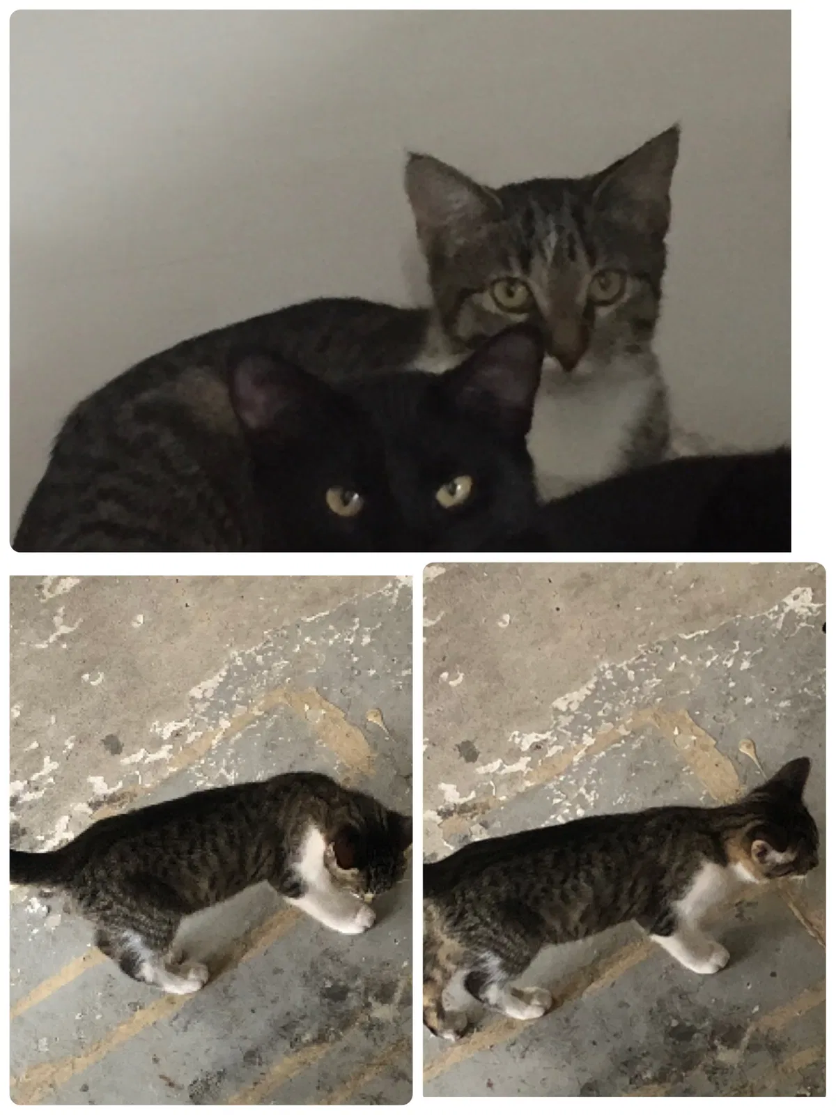 Lost cat in Utica, MI, 48315