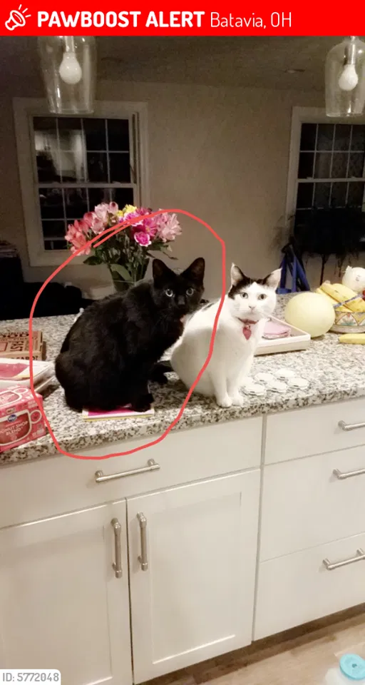 Lost cat in Batavia, OH, 45103