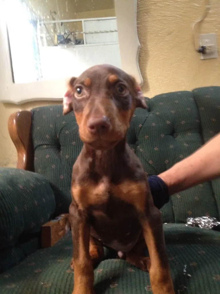 Lost dog in Fresno, CA, 93703