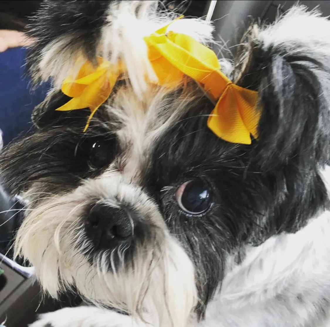 Lost dog in Hot Springs National Park, AR, 71901