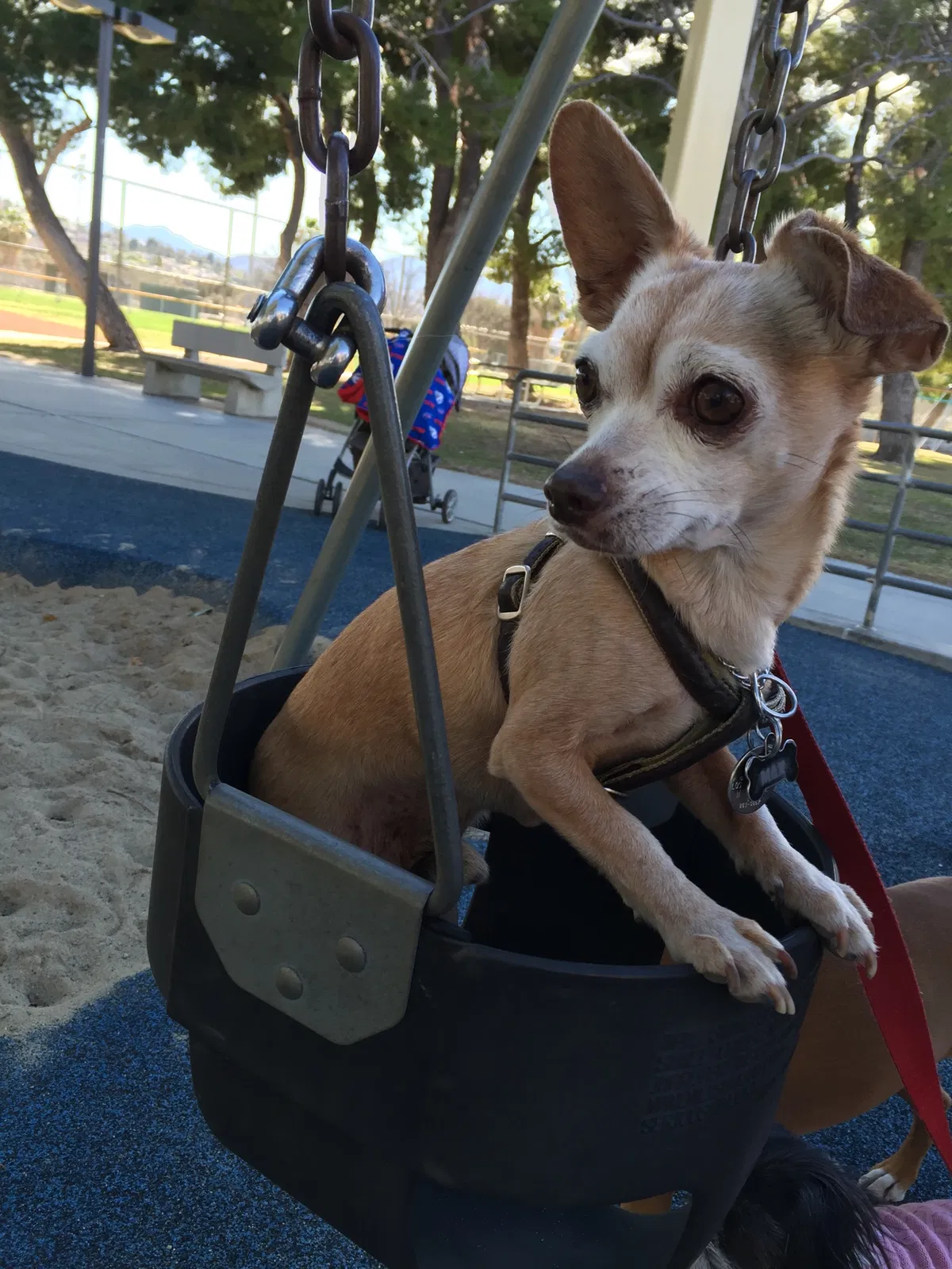 Lost dog in Santa Clarita, CA, 91350