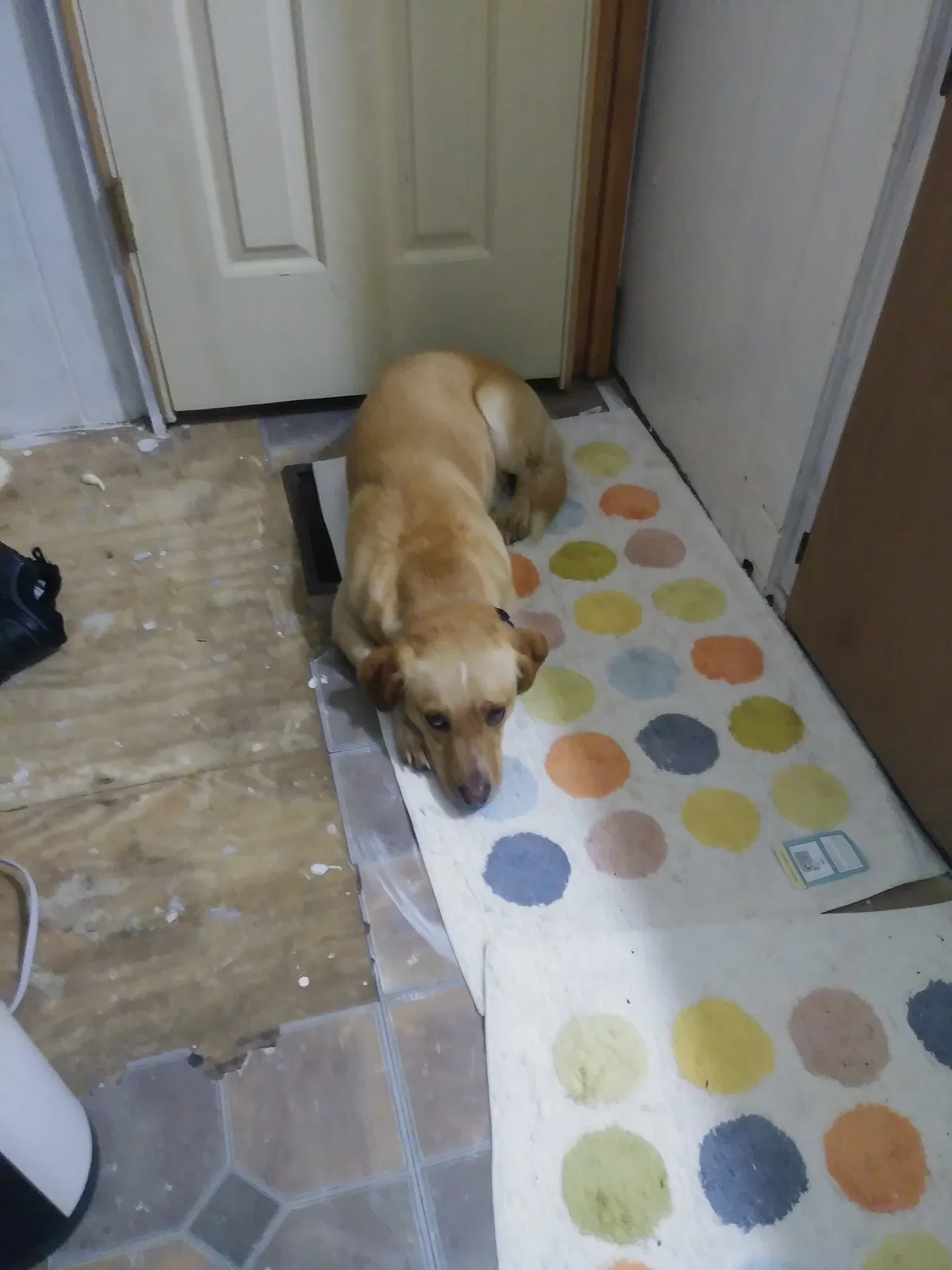 Lost dog in Arp, TX, 75750