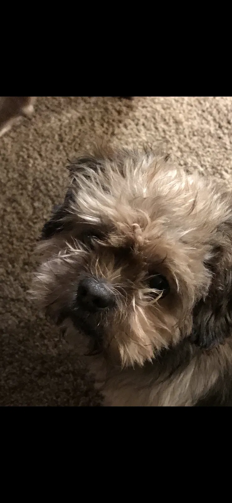 Lost dog in Pleasant Garden, NC, 27313