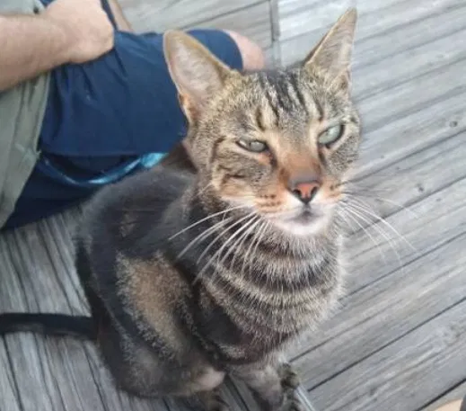 Lost cat in Ocala, FL, 34472