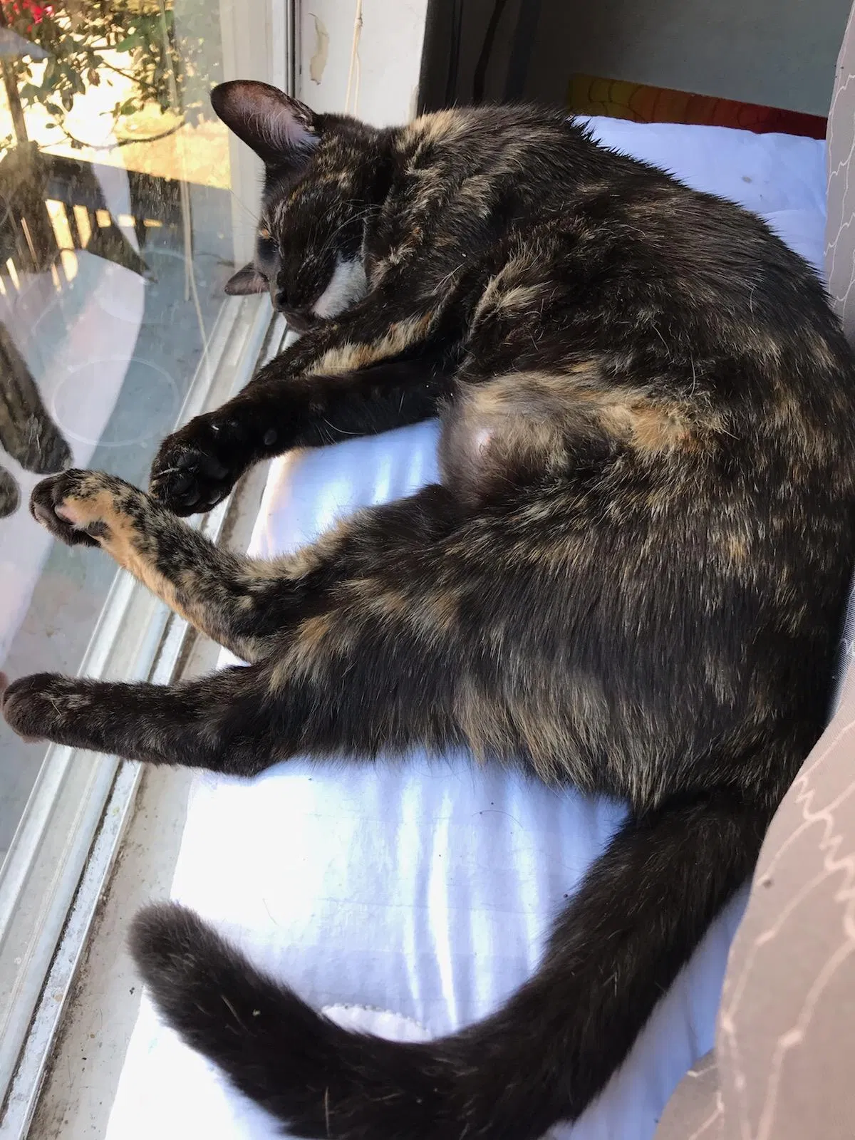 Lost cat in Austin, TX, 78704