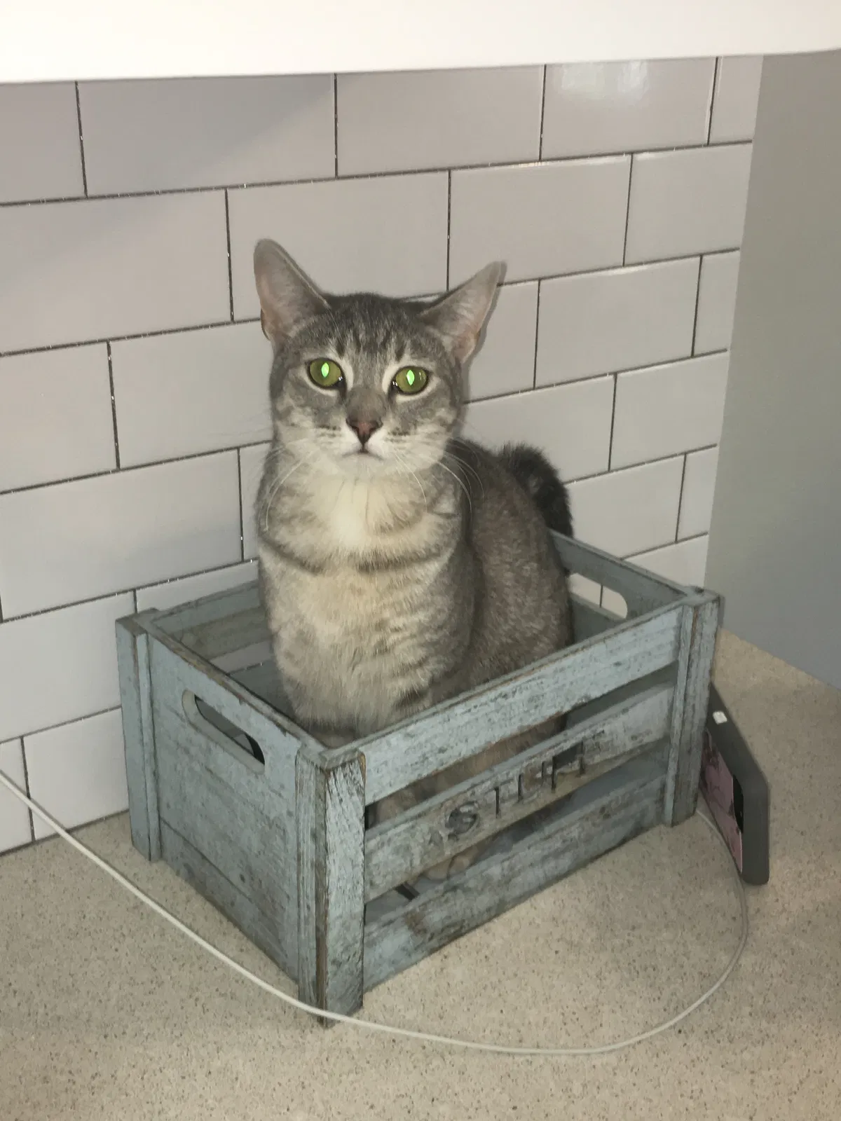 Lost cat in Chicago, IL, 60631