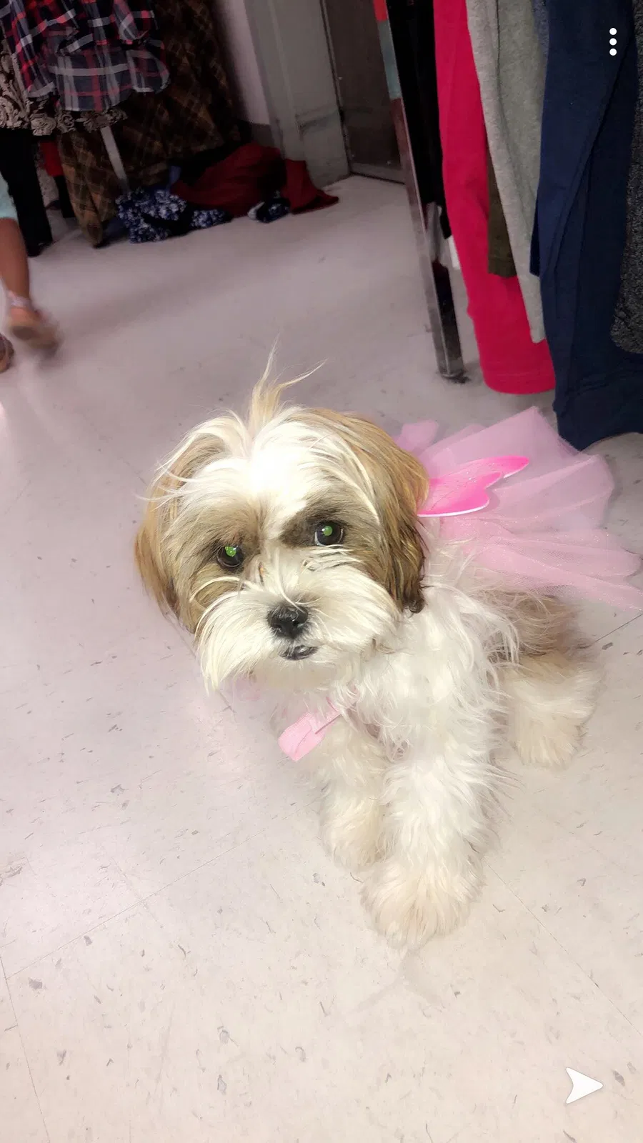 Lost dog in Sacramento, CA, 95828