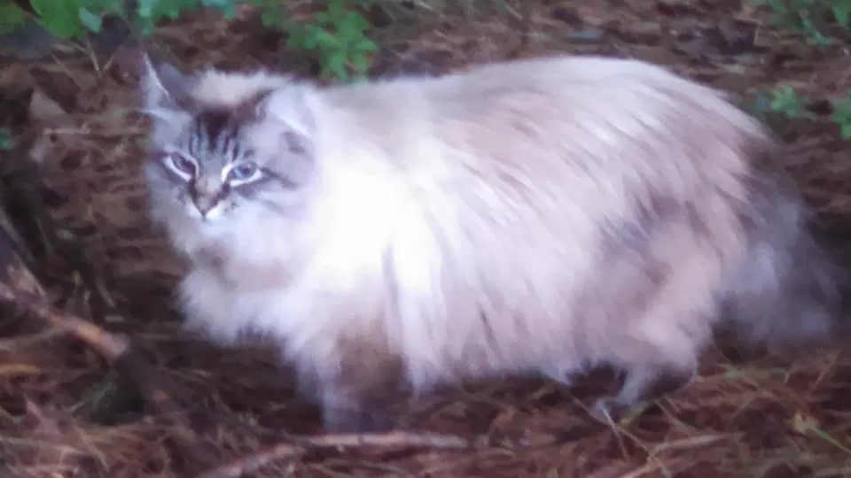 Lost cat in Manassas, VA, 20112
