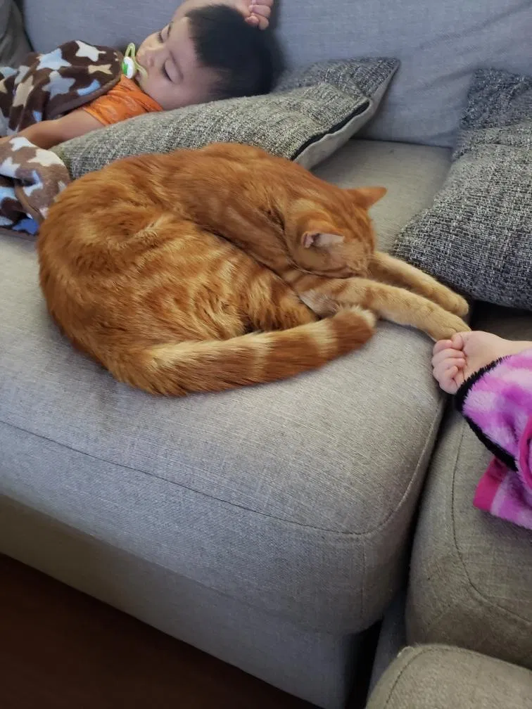 Lost cat in Tampa, FL, 33617