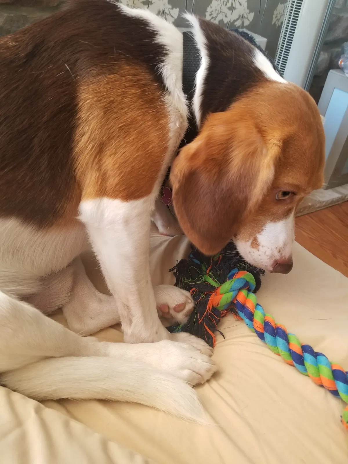 Lost dog in Horsham, PA, 19044